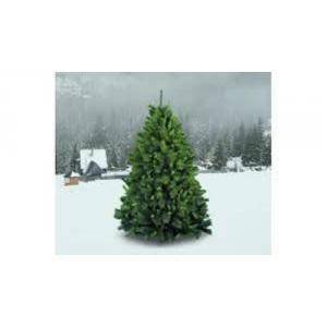 Albero germogliato 150cm 29908690